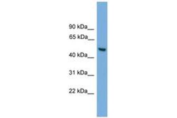 ABHD1 antibody  (AA 221-270)