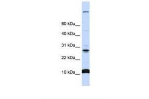 Image no. 1 for anti-Chromosome 19 Open Reading Frame 56 (C19orf56) (N-Term) antibody (ABIN6738316) (C19orf56 anticorps  (N-Term))