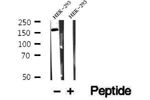 Western blot analysis of extracts of HEK-293 cells, using CEP164 antibody. (CEP164 anticorps  (C-Term))
