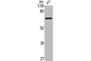 Western Blot analysis of NIH-3T3 cells using CNT2 Polyclonal Antibody