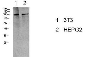 Western Blot analysis of 3T3, HepG2 cells using Phospho-eEF2 (Thr56) Polyclonal Antibody at dilution of 1:1000. (EEF2 anticorps  (pThr56))