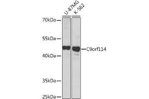 Western blot analysis of extracts of various cell lines, using C9orf114 Rabbit pAb (ABIN7266390) at 1:1000 dilution. (C9orf114 anticorps)