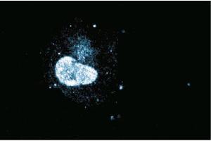 Immunofluorescence staining of normal rat kidney.