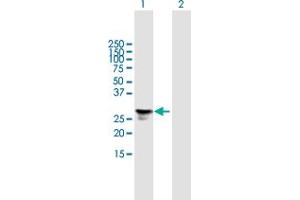 Western Blot analysis of FGFBP1 expression in transfected 293T cell line by FGFBP1 MaxPab polyclonal antibody. (FGFBP1 anticorps  (AA 1-234))