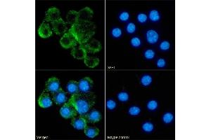 Immunofluorescence staining of fixed RAW264. (Recombinant TNFSF8 anticorps)