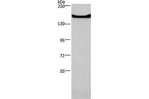 Western Blot analysis of Mouse bladder tissue using GPR124 Polyclonal Antibody at dilution of 1:300 (GPR124 anticorps)
