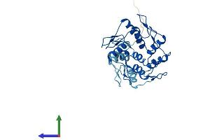 AlphaFold protein structure predicition of Mouse Recombinant Znf146 Protein, UniprotID Q8BQN6