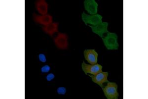 ABIN6258872 and ABIN6274907 staining Hela cells(45 min of heat-shock) by IF/ICC. (LFNG anticorps  (Internal Region))