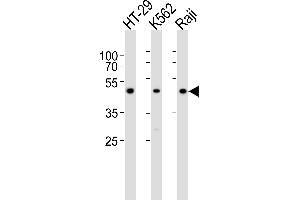 Western blot analysis of lysates from HT-29, K562, Raji cell line (from left to right), using IL13RA1 Antibody (C-term) (ABIN6242399 and ABIN6577581).