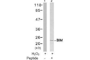 Image no. 2 for anti-BCL2-Like 11 (Apoptosis Facilitator) (BCL2L11) (Ser65) antibody (ABIN197552) (BIM anticorps  (Ser65))