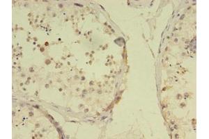 Immunohistochemistry of paraffin-embedded human testis tissue using ABIN7168313 at dilution of 1:100 (RBMY1F anticorps  (AA 1-496))