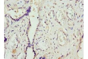 Immunohistochemistry of paraffin-embedded human placenta tissue using ABIN7156043 at dilution of 1:100 (FcRn anticorps  (AA 24-297))