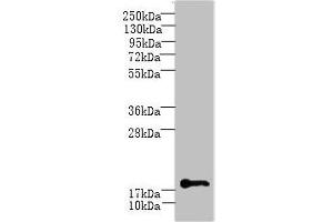 Western blot All lanes: C1orf123 antibody at 8 μg/mL + Mouse brain tissue Secondary Goat polyclonal to rabbit IgG at 1/10000 dilution Predicted band size: 18 kDa Observed band size: 18 kDa (C1ORF123 anticorps  (AA 1-160))