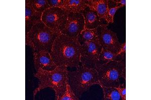 Immunofluorescence (IF) image for anti-Gap Junction Protein, alpha 1, 43kDa (GJA1) (C-Term) antibody (ABIN1440034)