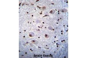 PAX6 Antibody immunohistochemistry analysis in formalin fixed and paraffin embedded human brain tissue followed by peroxidase conjugation of the secondary antibody and DAB staining.