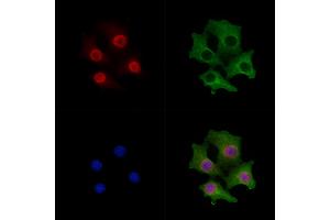 ABIN6261778 and ABIN6278766 staining Hela cells by IF/ICC. (ZFPM2 anticorps  (C-Term))