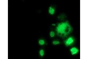 Anti-HDAC1 mouse monoclonal antibody (ABIN2454014) immunofluorescent staining of COS7 cells transiently transfected by pCMV6-ENTRY HDAC1 (RC201745). (HDAC1 anticorps)