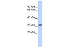 Image no. 1 for anti-Kruppel-Like Factor 14 (KLF14) (N-Term) antibody (ABIN6740466) (KLF14 anticorps  (N-Term))