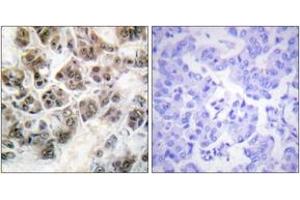 Immunohistochemistry (IHC) image for anti-Histone H3.3 (AA 16-65) antibody (ABIN2888768) (Histone H3.3 anticorps  (AA 16-65))