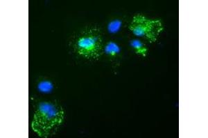 Anti-Nog mouse monoclonal antibody (ABIN2452312) immunofluorescent staining of COS7 cells transiently transfected by pCMV6-ENTRY Nog (RC205020). (NOG anticorps  (AA 28-232))