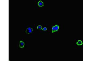 Immunofluorescent analysis of HepG2 cells using ABIN7174949 at dilution of 1:100 and Alexa Fluor 488-congugated AffiniPure Goat Anti-Rabbit IgG(H+L)