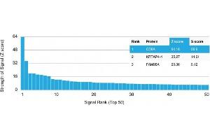 Analysis of Protein Array containing more than 19,000 full-length human proteins using CD8A Recombinant Mouse Monoclonal Antibody (rC8/468).