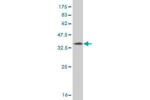 Western Blot detection against Immunogen (37.