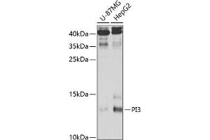 Western blot analysis of extracts of various cell lines, using PI3 antibody (ABIN6132804, ABIN6145588, ABIN6145590 and ABIN6221092) at 1:1000 dilution. (PI3 anticorps  (AA 23-117))