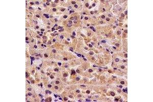 Immunohistochemical analysis of H6PD staining in rat kidney formalin fixed paraffin embedded tissue section.