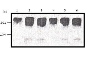 Western Blotting (WB) image for anti-Myc Proto-Oncogene protein (MYC) (AA 410-419) antibody (ABIN1105583) (c-MYC anticorps  (AA 410-419))