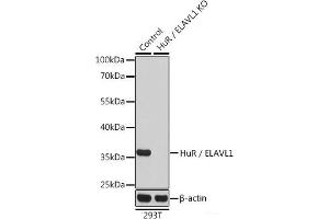 Western blot analysis of extracts from normal (control) and HuR / ELAVL1 knockout (KO) 293T cells using HuR / ELAVL1 Polyclonal Antibody at dilution of 1:1000. (ELAVL1 anticorps)