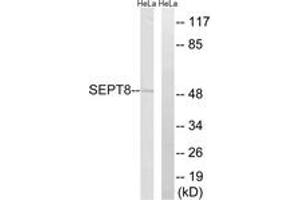 Western blot analysis of extracts from HeLa cells, using SEPT8 Antibody. (Septin 8 anticorps  (AA 170-219))