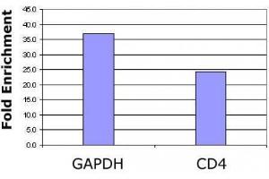Histone H2B acetyl Lys120 pAb tested by ChIP analysis.