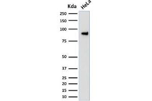 anti-Transducin-Like Enhancer of Split 1 (E(sp1) Homolog, Drosophila) (TLE1) (AA 175-338) antibody