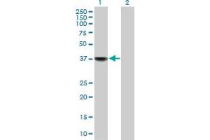 Western Blot analysis of BLVRA expression in transfected 293T cell line by BLVRA MaxPab polyclonal antibody. (Biliverdin Reductase anticorps  (AA 1-296))