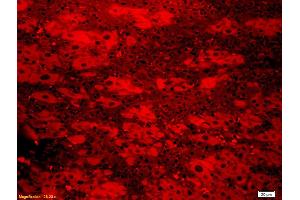 anti-Enhanced Green Fluorescent Protein (eGFP) (AA 1-238) antibody