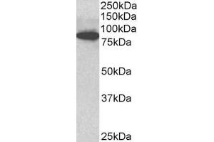ABIN768579 (3µg/ml) staining of C57/B6 mouse CTL lysate (35µg protein in RIPA buffer). (ODF2 anticorps  (Internal Region))