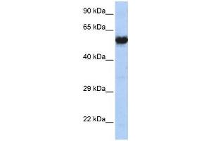 CHRNG antibody (70R-10544) used at 2. (CHRNG anticorps  (N-Term))