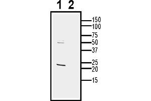 anti-CD9 (CD9) (AA 114-129), (Extracellular) antibody