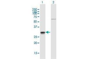 Western Blot analysis of CA7 expression in transfected 293T cell line by CA7 MaxPab polyclonal antibody.