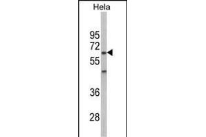Western blot analysis of PK2 Antibody (Center) (ABIN6243027 and ABIN6578992) in Hela cell line lysates (35 μg/lane). (PRKAA2 anticorps  (AA 265-294))