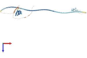 AlphaFold protein structure predicition of Human Recombinant RUFY1 Protein, UniprotID Q96T51