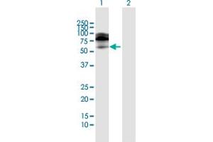 Western Blot analysis of IL18R1 expression in transfected 293T cell line by IL18R1 MaxPab polyclonal antibody. (IL18R1 anticorps  (AA 1-541))