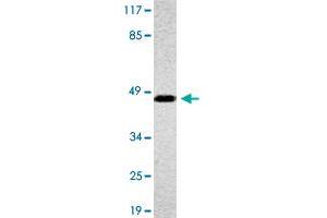 Western blot analysis of A-549 cell lysate with OR4A16 polyclonal antibody . (OR4A16 anticorps)