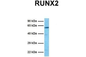 Host:  Rabbit  Target Name:  RUNX2  Sample Tissue:  Human Jurkat  Antibody Dilution:  1. (RUNX2 anticorps  (Middle Region))