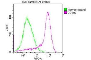 Overlay histogram showing MCF-7 cells stained with ABIN7147325 (red line) at 1:400. (MCAM anticorps  (AA 50-646))