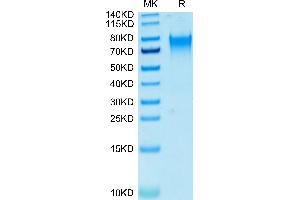 Biotinylated Human Nectin-3 on Tris-Bis PAGE under reduced conditions.