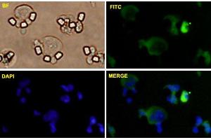 Huh7 cells were stained with CLDN1-FITC labeled monoclonal antibody (Green).