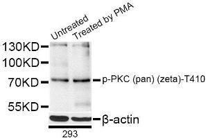 Western blot analysis of extracts of 293 cells, using Phospho-PKC (pan) (zeta)-T410 antibody (ABIN5996150) at 1/1000 dilution.