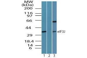 Image no. 1 for anti-Eukaryotic Translation Initiation Factor 3 Subunit J (EIF3S1) (AA 230-280) antibody (ABIN960155) (EIF3S1 anticorps  (AA 230-280))